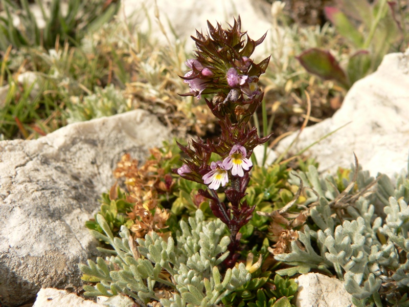 Euphrasia liburnica / Eufrasia della Liburnia